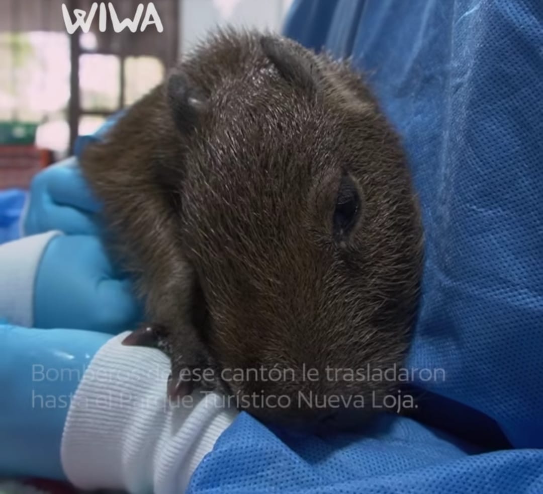 Un capibara rescatado llegó a WIWA Quito