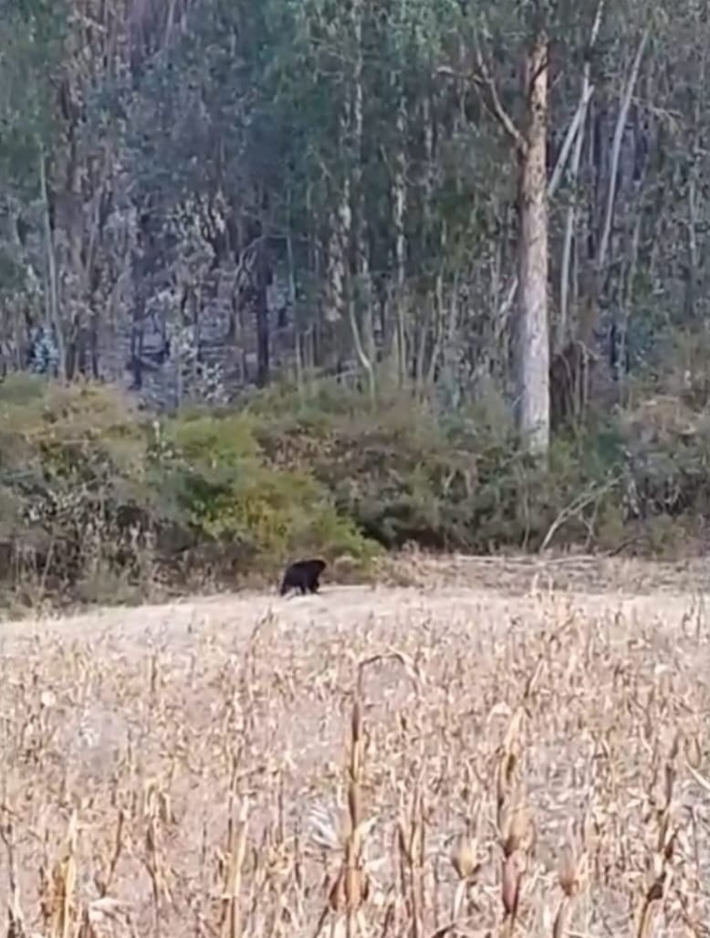 Alerta por oso andino que apareció en zona cercana al incendio de Casitagua